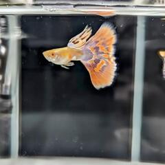 国産 RREA アクアマリンピンクテールグッピー の画像