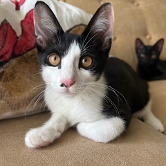 ハチワレ子猫♡懐っこい男の子
