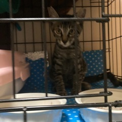 ◯決定◯生後4ヶ月♂きじとら子猫ほか😽r6.9月末期限◯