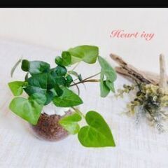 雪ホタルorハートアイビーorヘリックス・アイビーありますか🌿