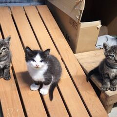 猫に興味がちょっとでもある方、お話ししましょ♪