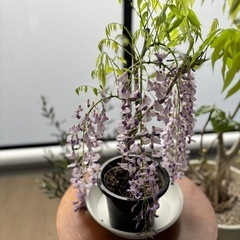 一本ふじ