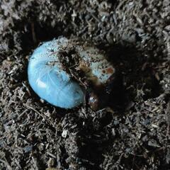 カブトムシ幼虫5匹セット3令幼虫