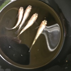 緋牡丹　４匹　メダカ