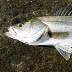 三池港で釣り