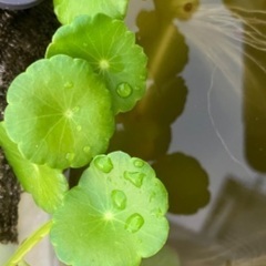 ウォーターマッシュルーム　メダカビオトープの水草