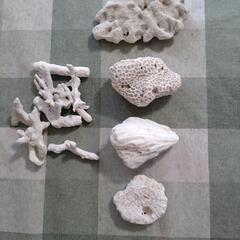 沖縄の白珊瑚の画像