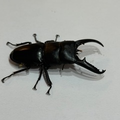 ツシマヒラタクワガタ
