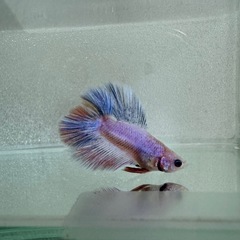 ベタ 闘魚 熱帯魚 ダブルテール オス