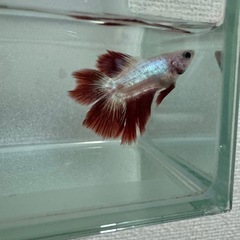 ベタ 闘魚 熱帯魚 ダブルテール オス
