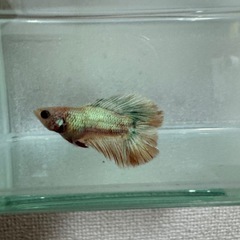 ベタ 闘魚 熱帯魚 ダブルテール オス