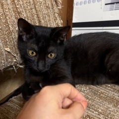 抱っこ大好き♡美人な黒猫ちゃん3ヶ月♡女の子 - 玉名市