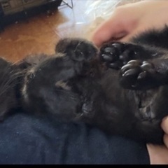 抱っこ大好き♡美人な黒猫ちゃん3ヶ月♡女の子 - 猫