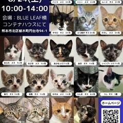 熊本ねこのて8月緊急譲渡会 in BLUE LEAF