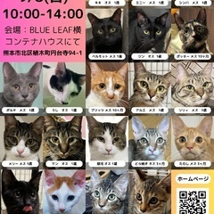 熊本ねこのて9月譲渡会 in BLUE LEAF