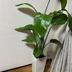 観葉植物