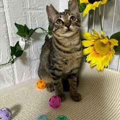 猫同士仲良く出来るいい子です。