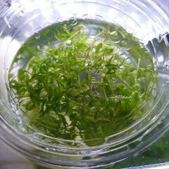 国産パールグラス③　1カップ～　無農薬　熱帯魚、金魚、メダカ、エビなどの水槽に　水草の画像