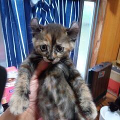 保護猫子猫たちです