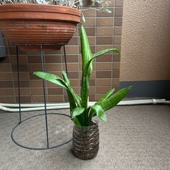 観葉植物の画像