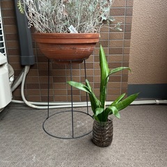 観葉植物
