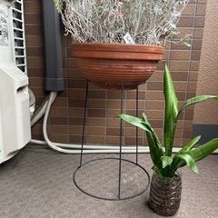 観葉植物の画像
