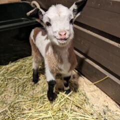動物飼育　那須高原キャンプ場運営 DIYの画像