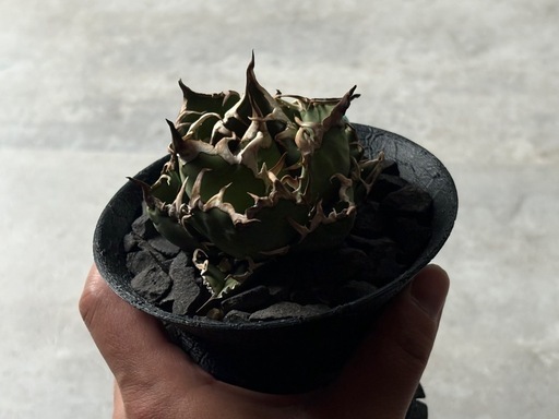 アガベ　シーザー