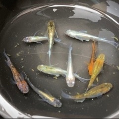 改良めだか　ミックス　30匹　④