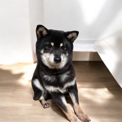 チワワ×柴 mix 3歳🐶 - 犬