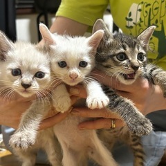 なんともかわいいグー・チョキ・パー
