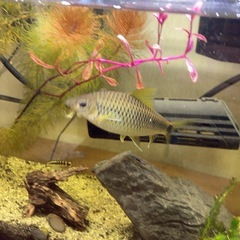 シルバーフライングフォックス(13cm程度)の画像