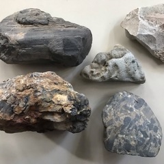 化石の画像