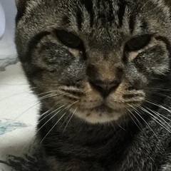 上級者様でないと難しい猫