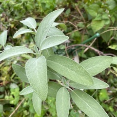 セージ苗、セージ葉 (※現在「葉」のみ)