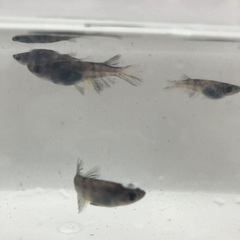 和墨リアルロングフィン　メダカ　稚魚10匹 1000円