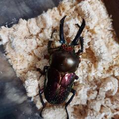 ニジイロクワガタ♂♀ペア(紫紺＆ノーマル赤系)お買得品！！の画像