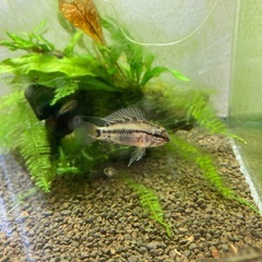 Ap.ビエジタ（プエルトガイタン）WILDのF1稚魚5匹____...