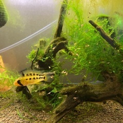 Ap.ビエジタ（プエルトガイタン）WILDのF1稚魚5匹_____20240823の画像