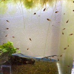 Ap.ビエジタ（プエルトガイタン）WILDのF1稚魚5匹_____20240823の画像