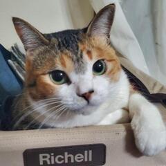 成猫の預かりボランティア探しています。