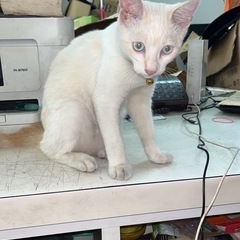 オスだけど名前はメイちゃん