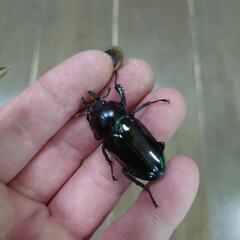 ニジイロクワガタ　グリーン系　紫紺　外国産　クワガタ　夏休み　ペアセット　オス特大の画像