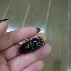 ニジイロクワガタ　グリーン系　紫紺　外国産　クワガタ　夏休み　ペアセット　オス特大の画像