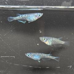 【最新品種】黒みゆきカガミ鱗メダカ幼魚ワンペア＋♀1