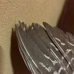 キジの剥製 お譲りしますの画像