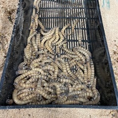 ミルワーム　ジャイアントミルワーム　生き餌　ふすまつき　1kg