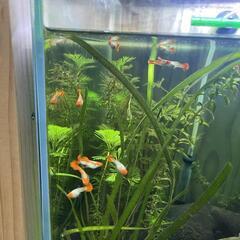 クッピー　熱帯魚