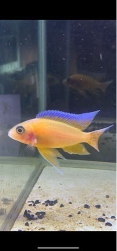 アウロノカラ　ファイヤーフィッシュ　ペア　ドイツ産F2 . 　8〜10㎝　写真個体販売　アフリカンシクリッド  熱帯魚