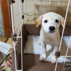 2ヶ月の元気な子犬！